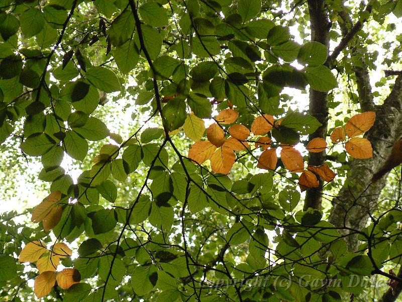 Beech leaves, Hampstead Heath P1140618.JPG